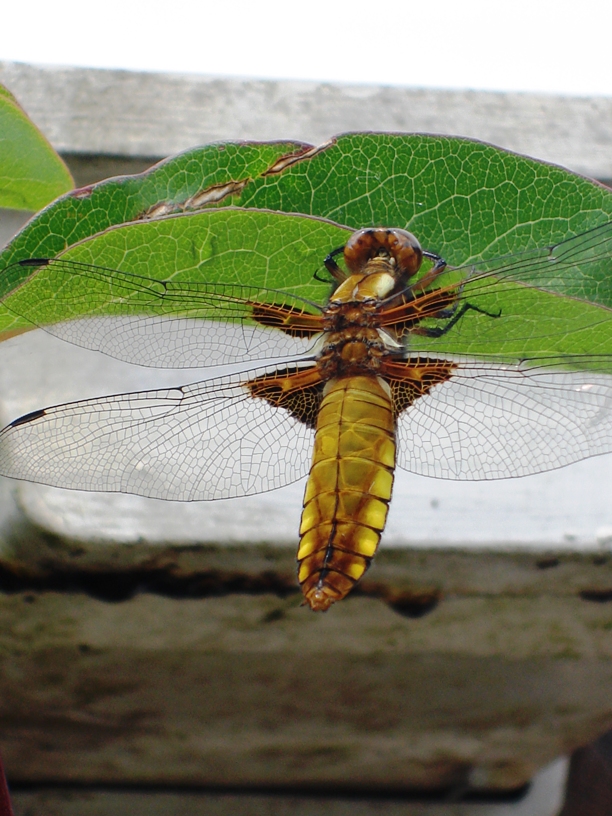Libelle