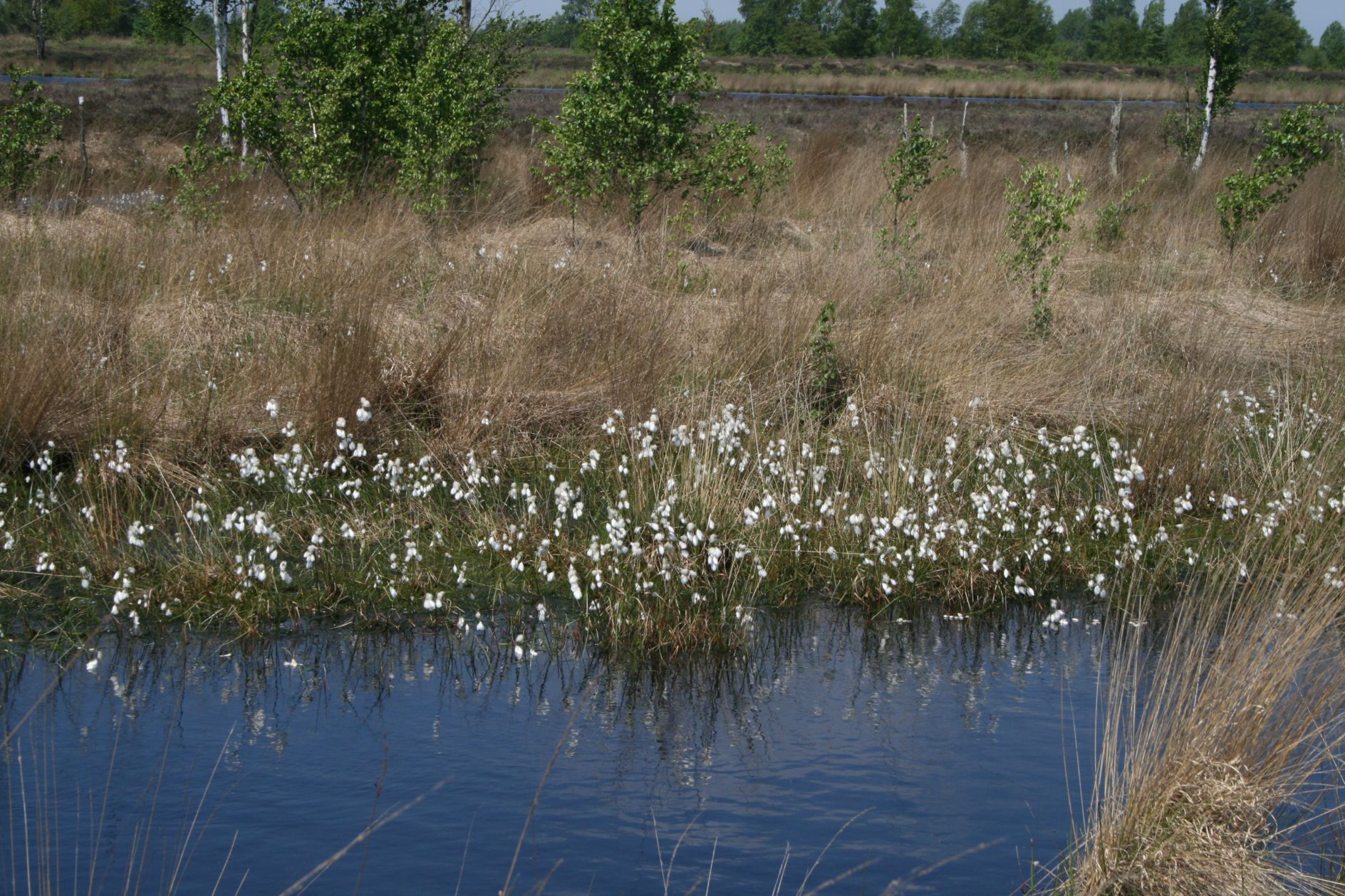 wolgras in bargerveen