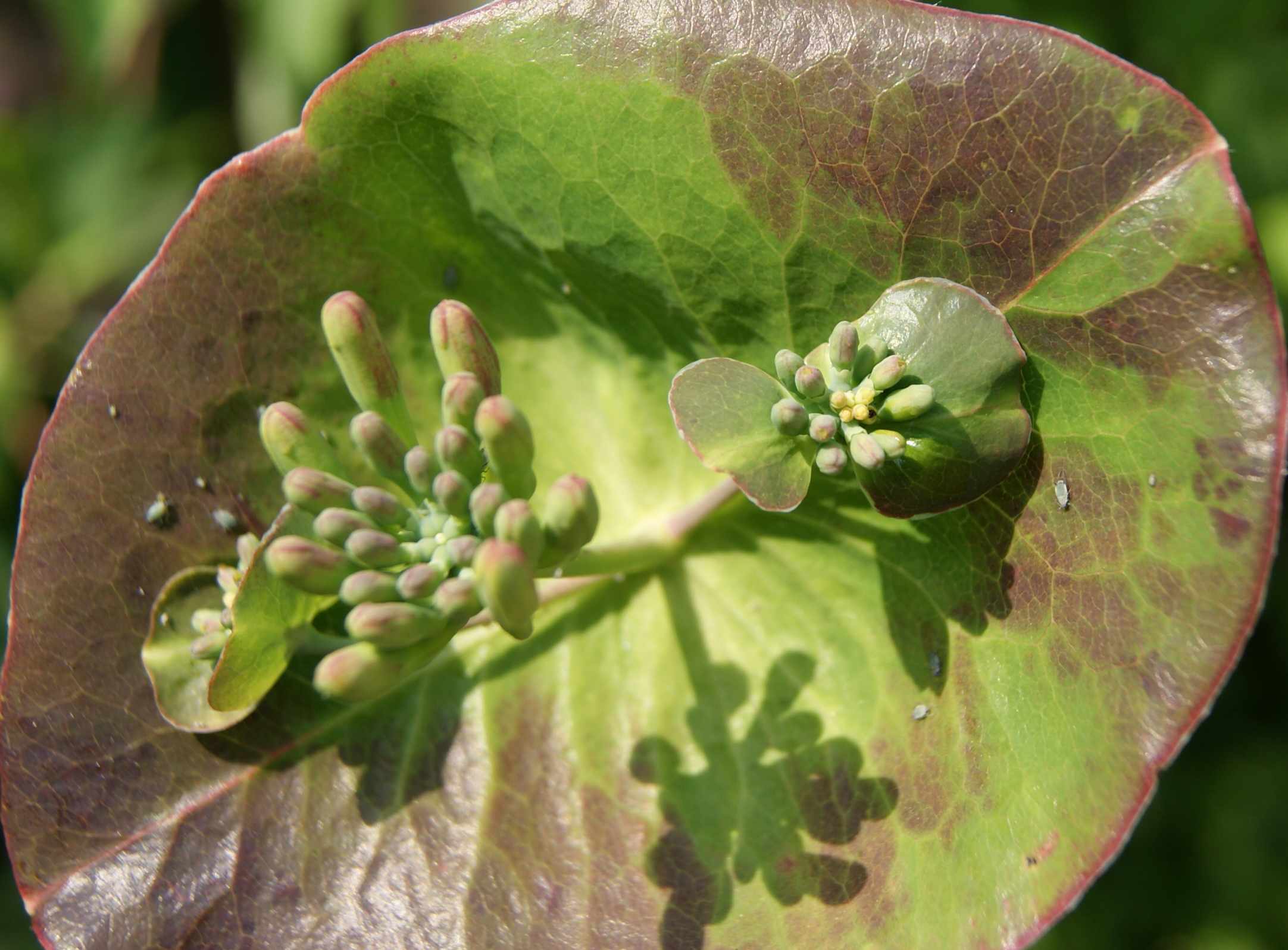 jonge passiebloem 