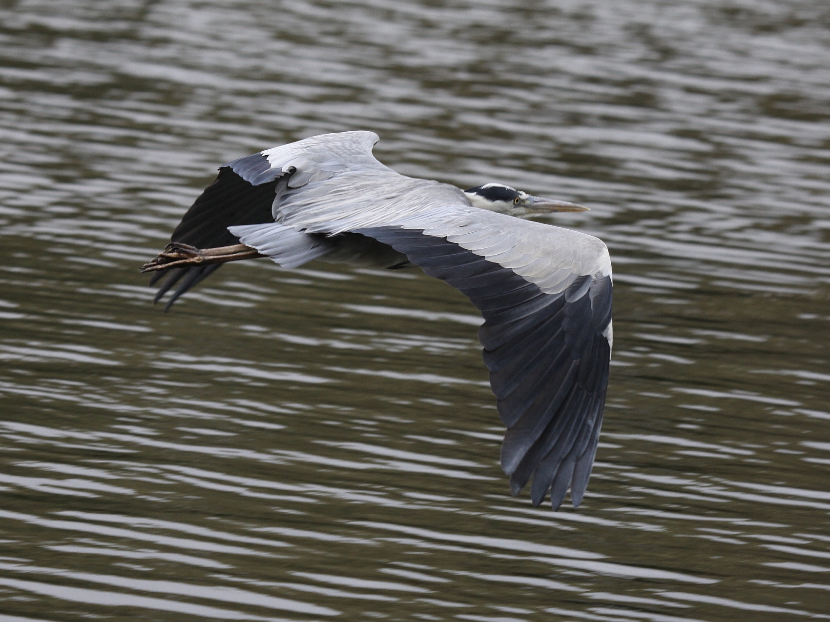 Blauwe Reiger