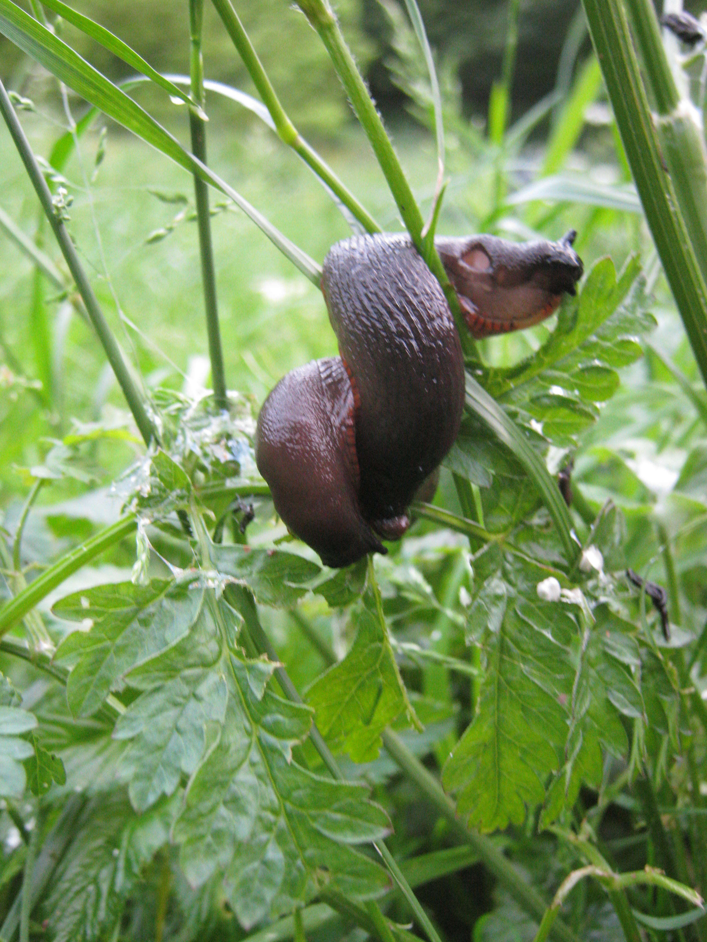 parende naaktslakken