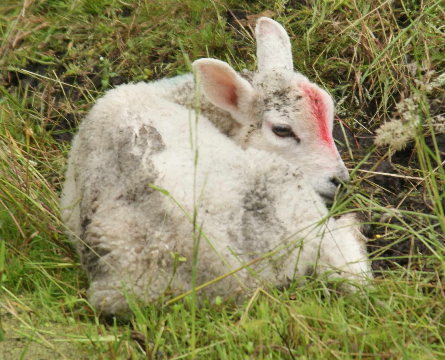 lammetje aan de slootkant