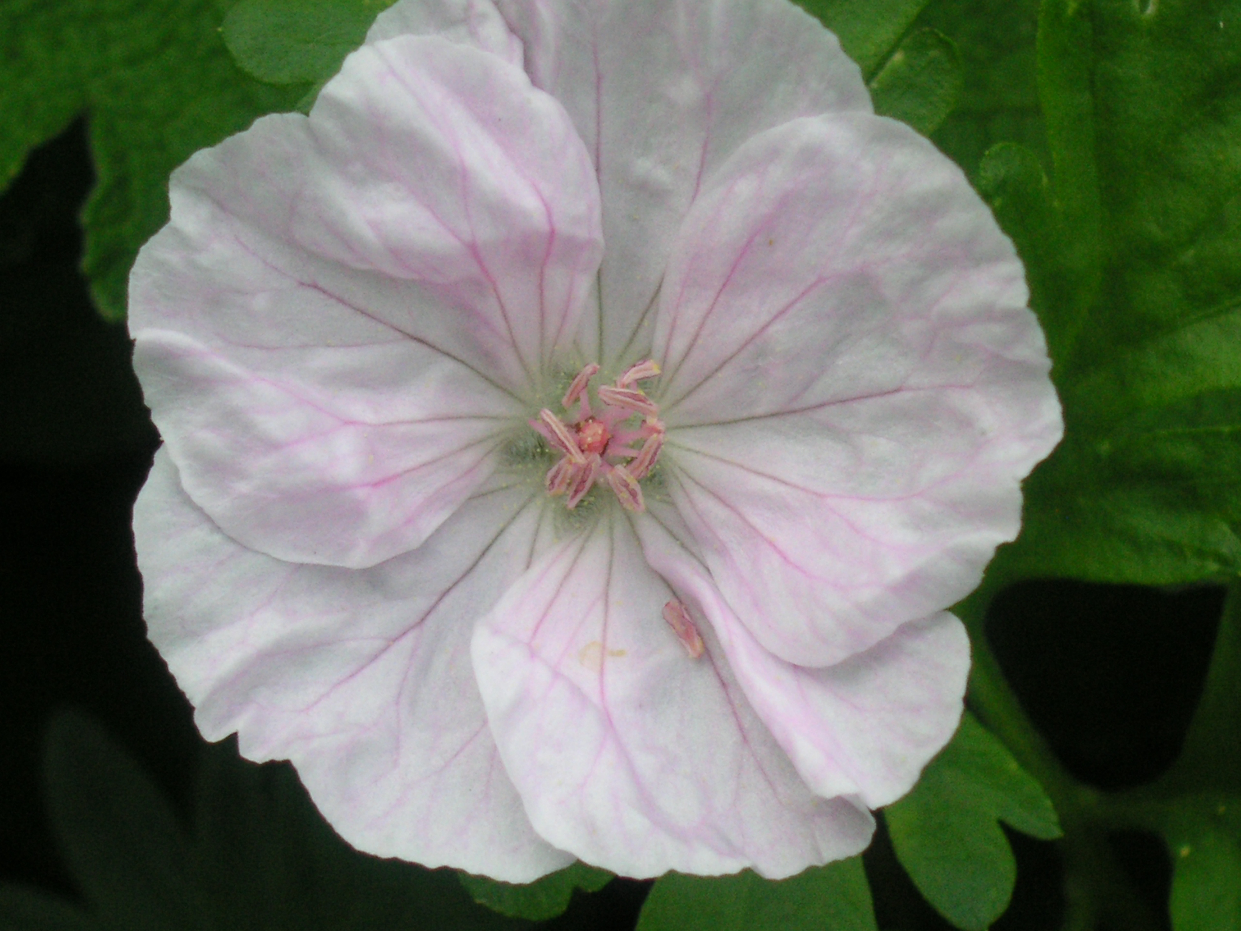 geranium apfelbluten