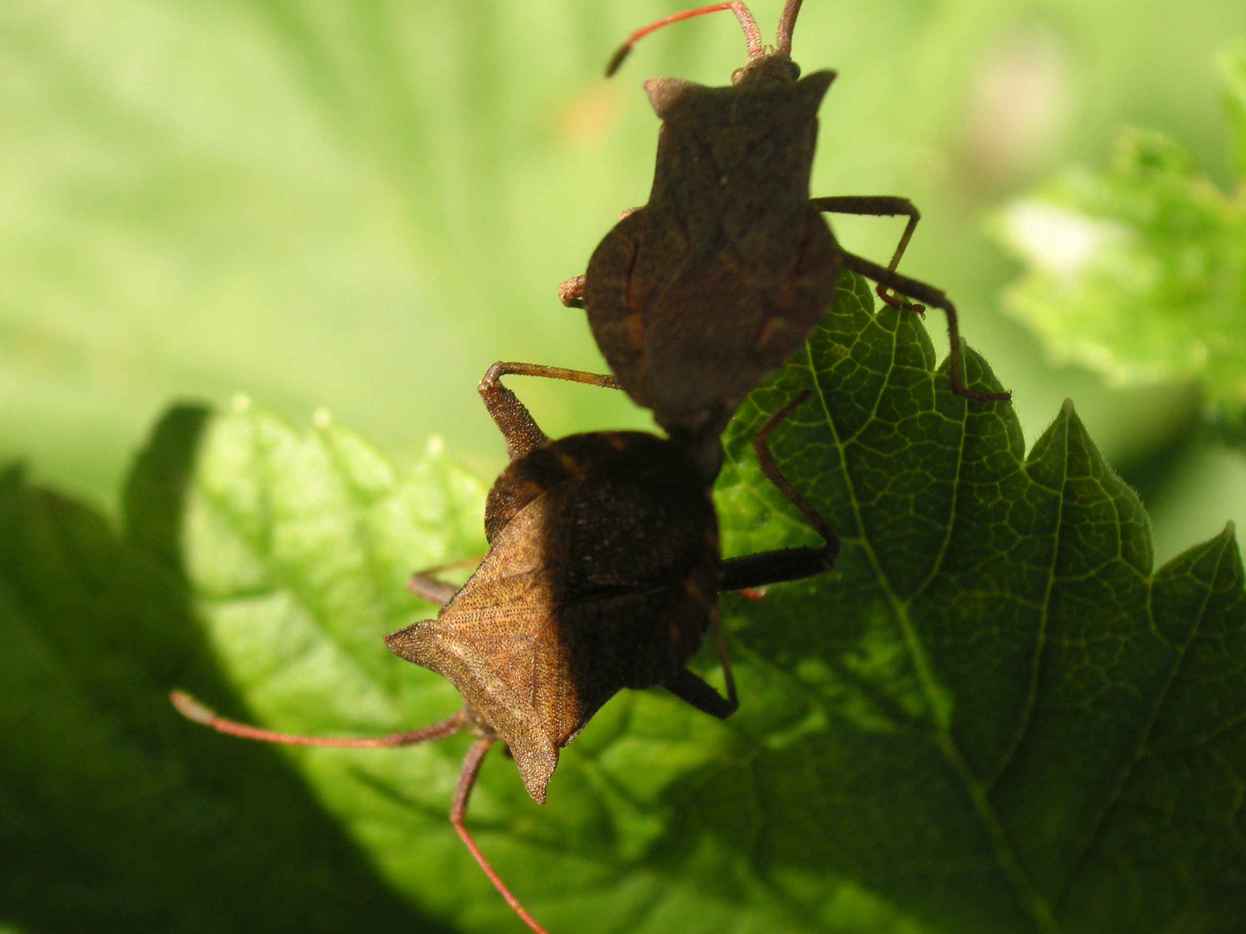 op de zwarte bessenstruik 2