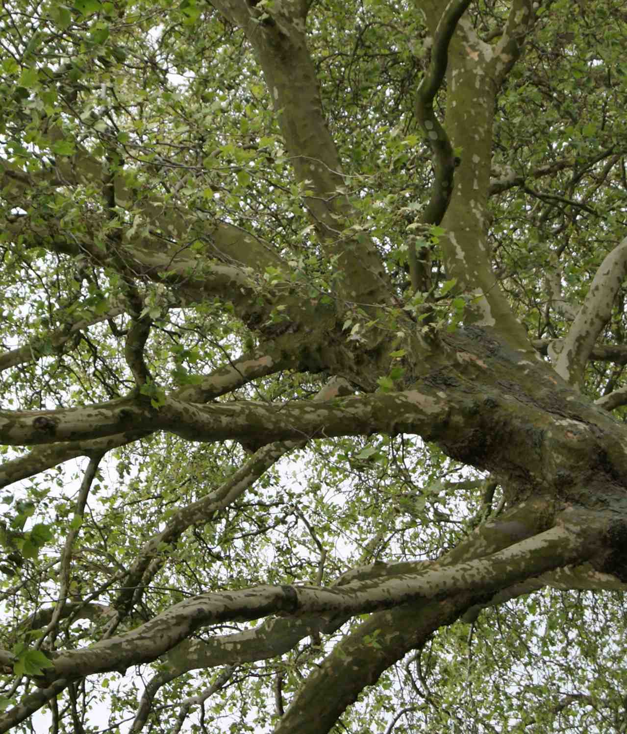 robuste boom