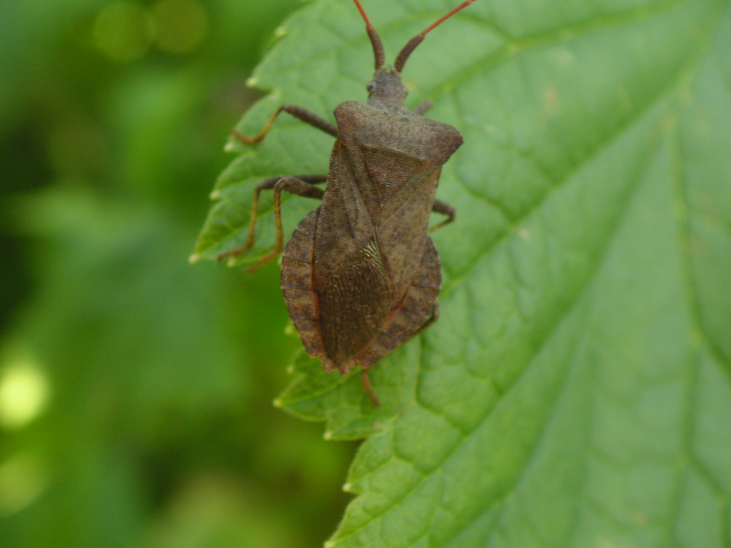 op de zwarte bessenstruik 3