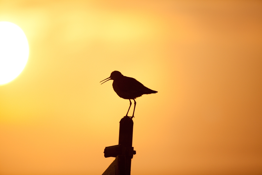tureluur en opkomende zon