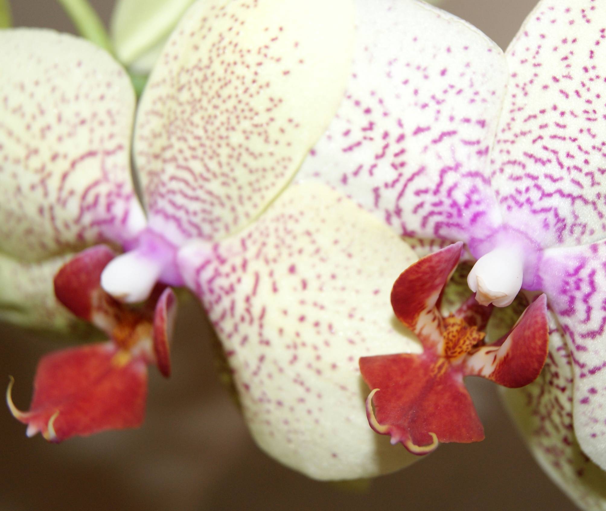 orchideën