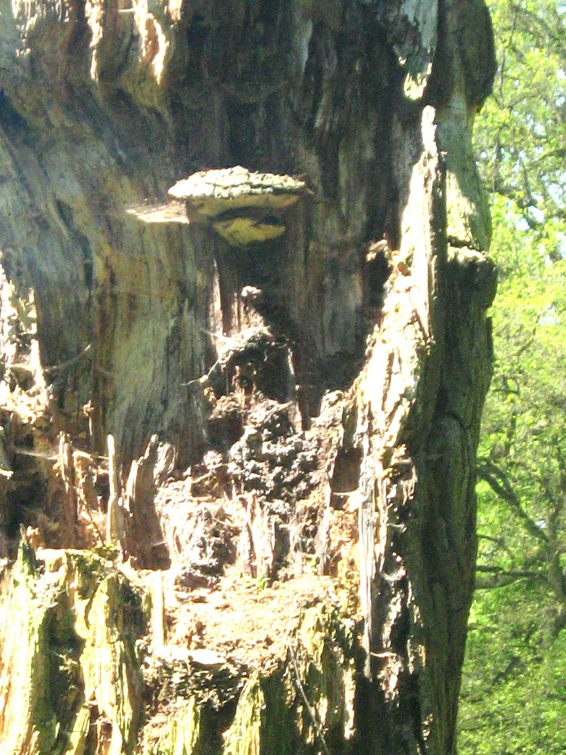 zwam heeft hem bekant op