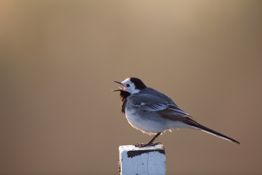 Witte kwikstaart in de ochtendzon