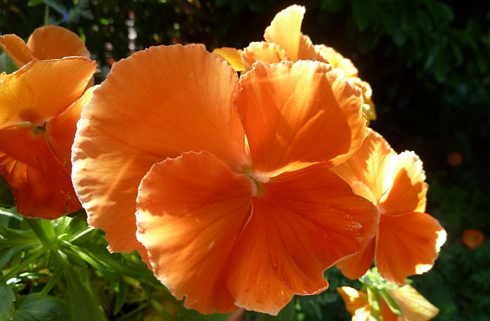 oranje speelt eerste viool