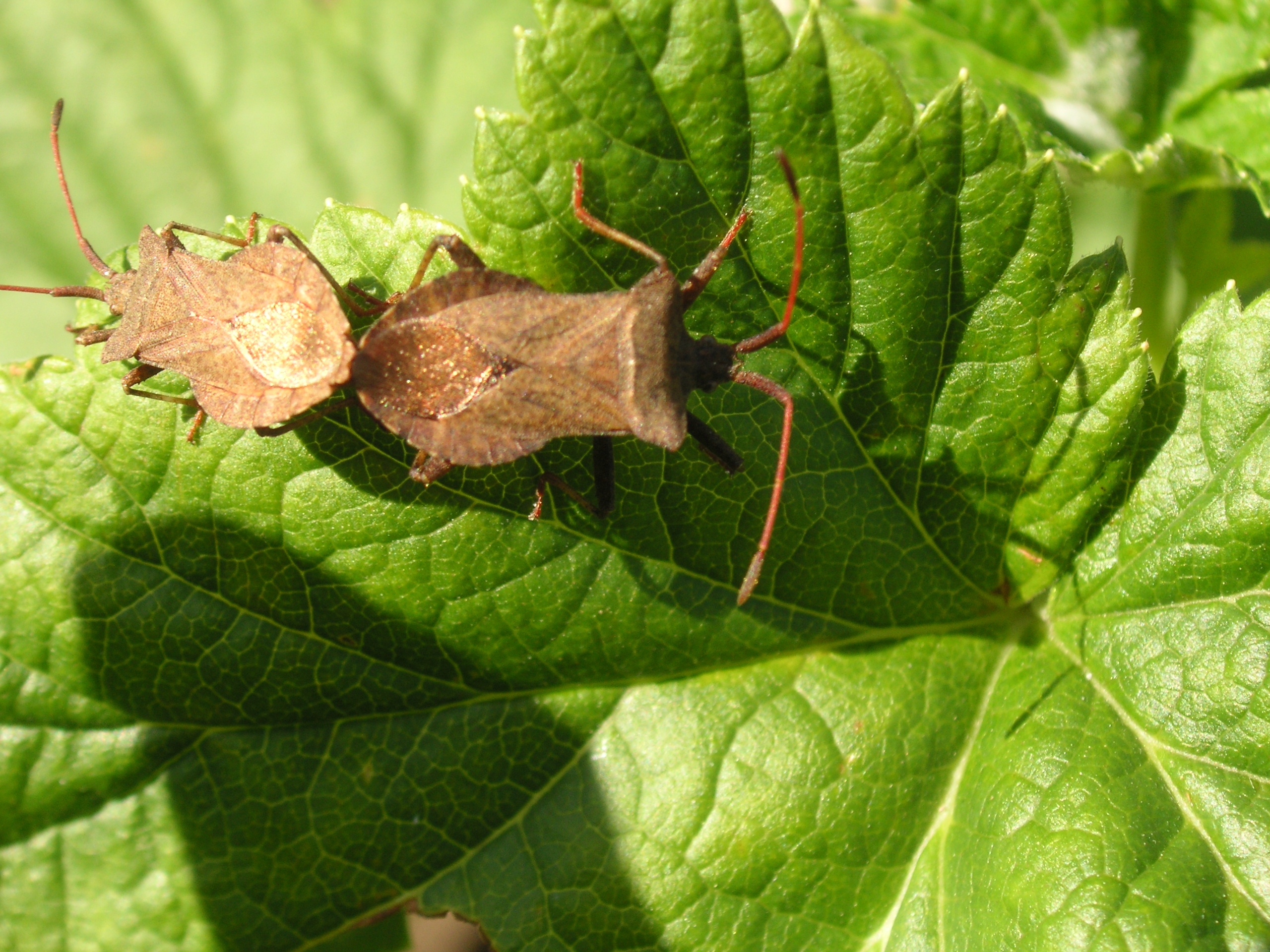 Samen gezellig op de zwarte bessen struik 1