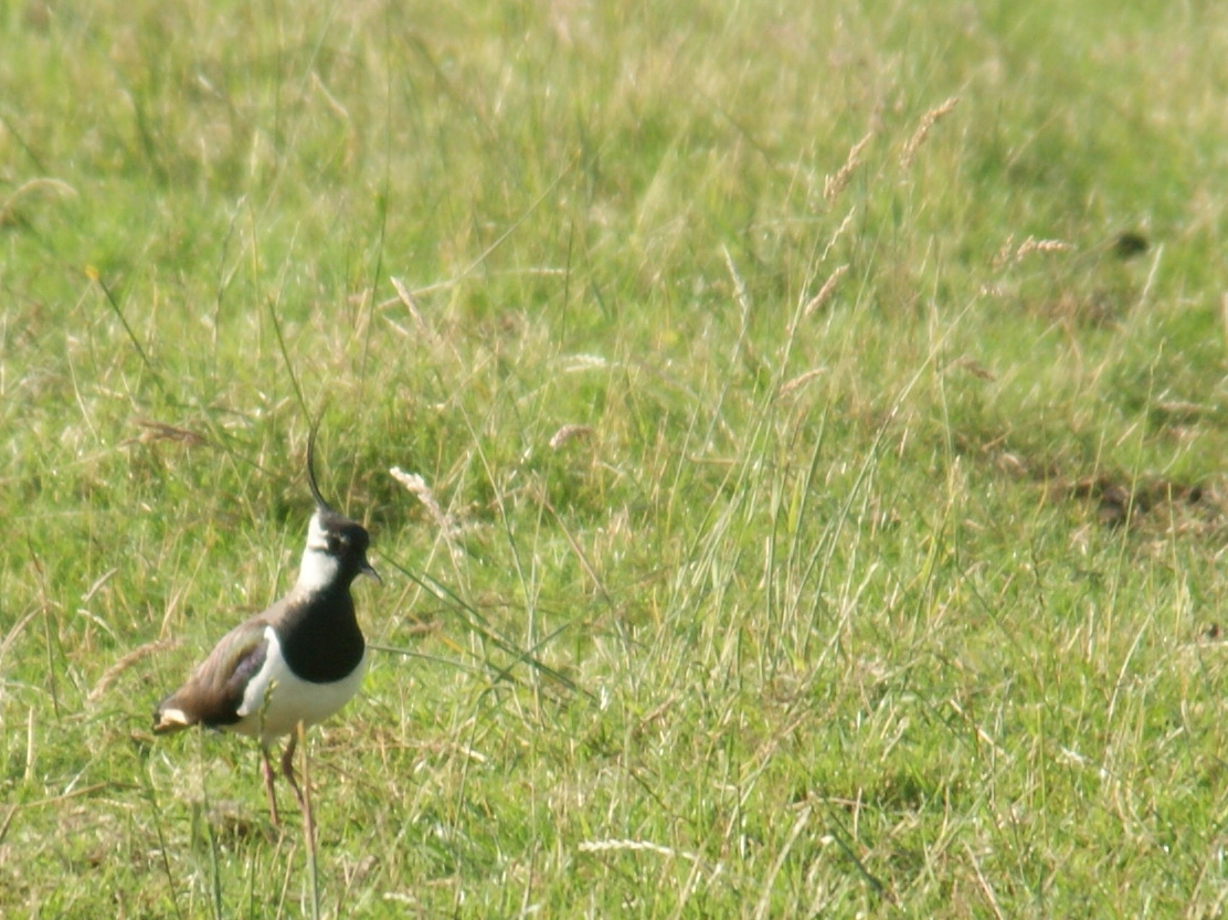 De kievit (Vanellus vanellus)