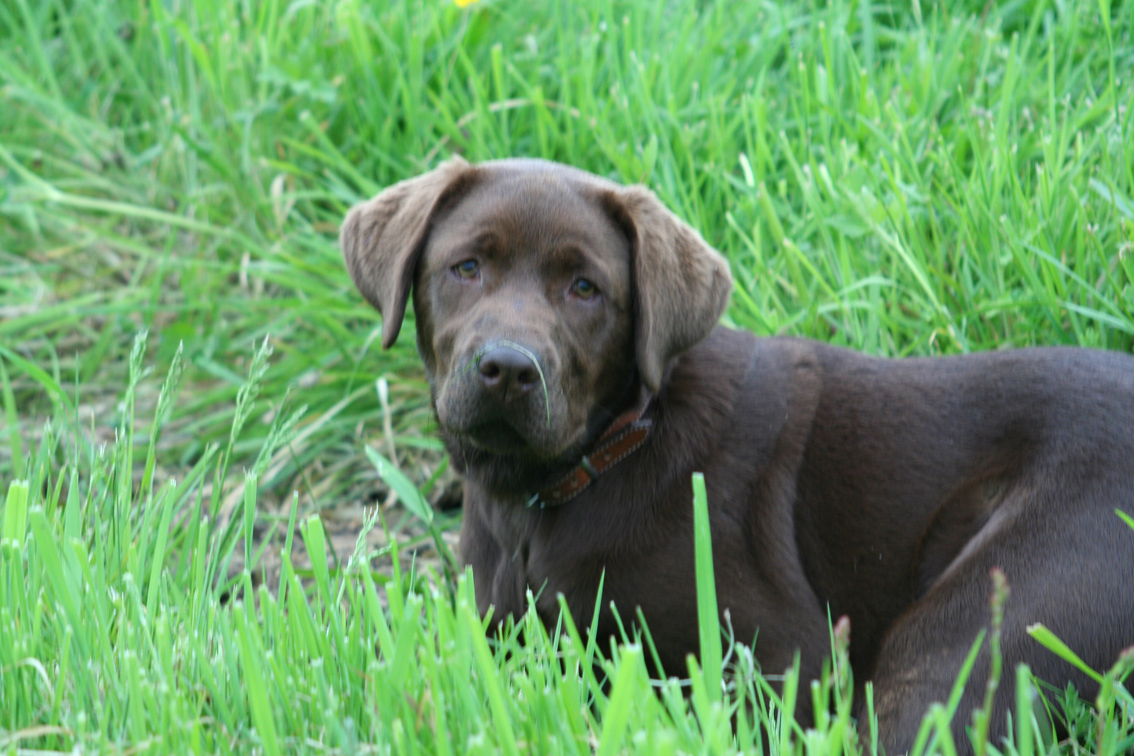 mooie dame in de polder