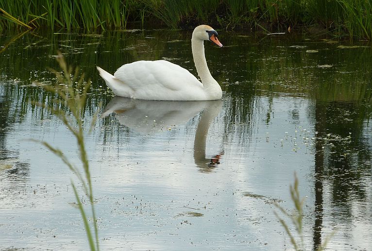 zwaan met spiegelbeeld