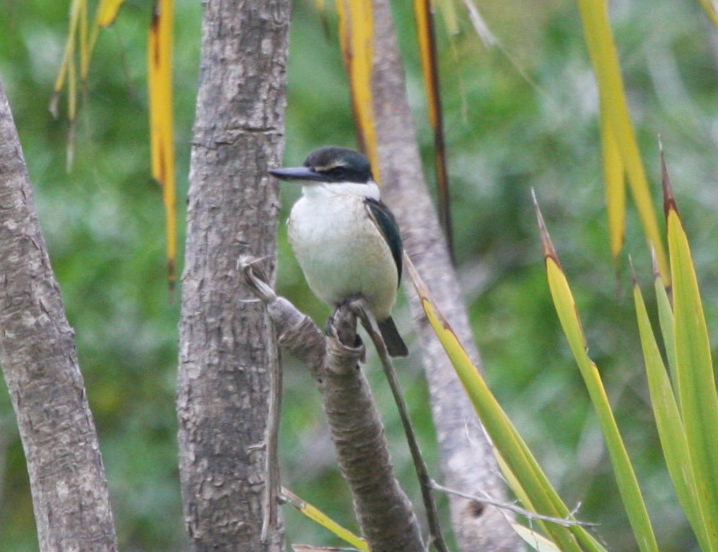 Kingfisher-- New Zealand
