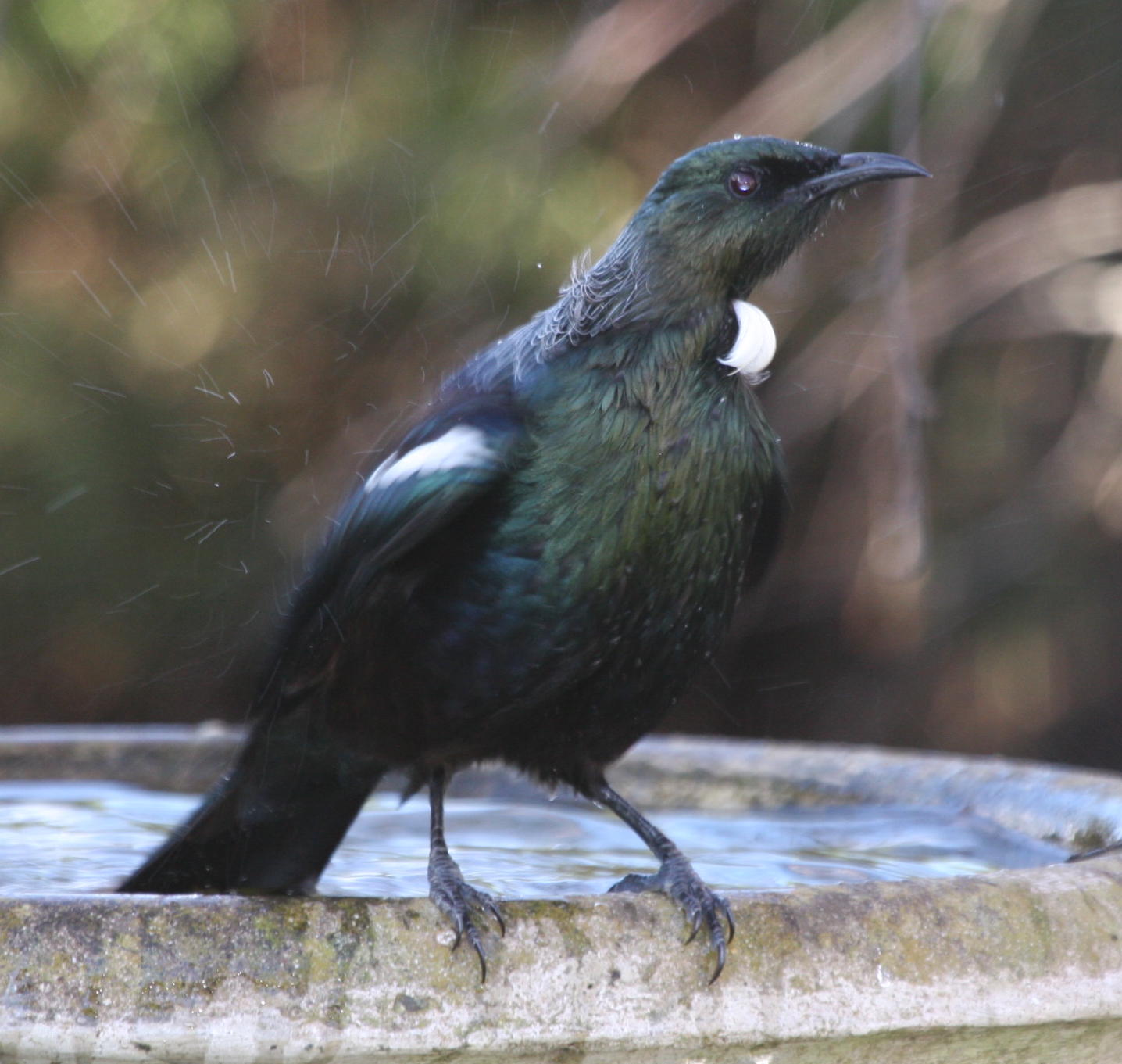 Tui-- New Zealand