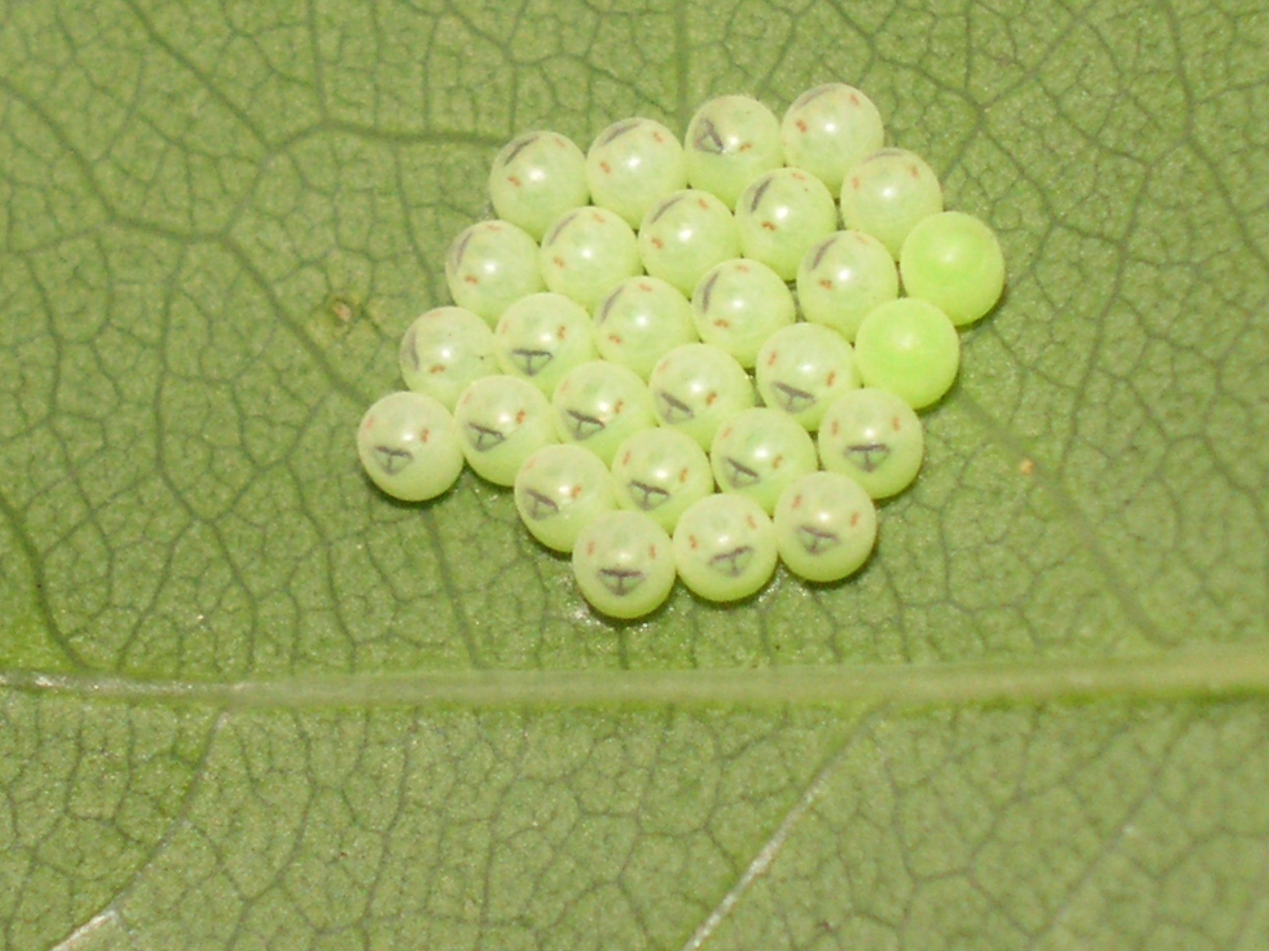 op een blaadje van de rozenstruik zitten.....???