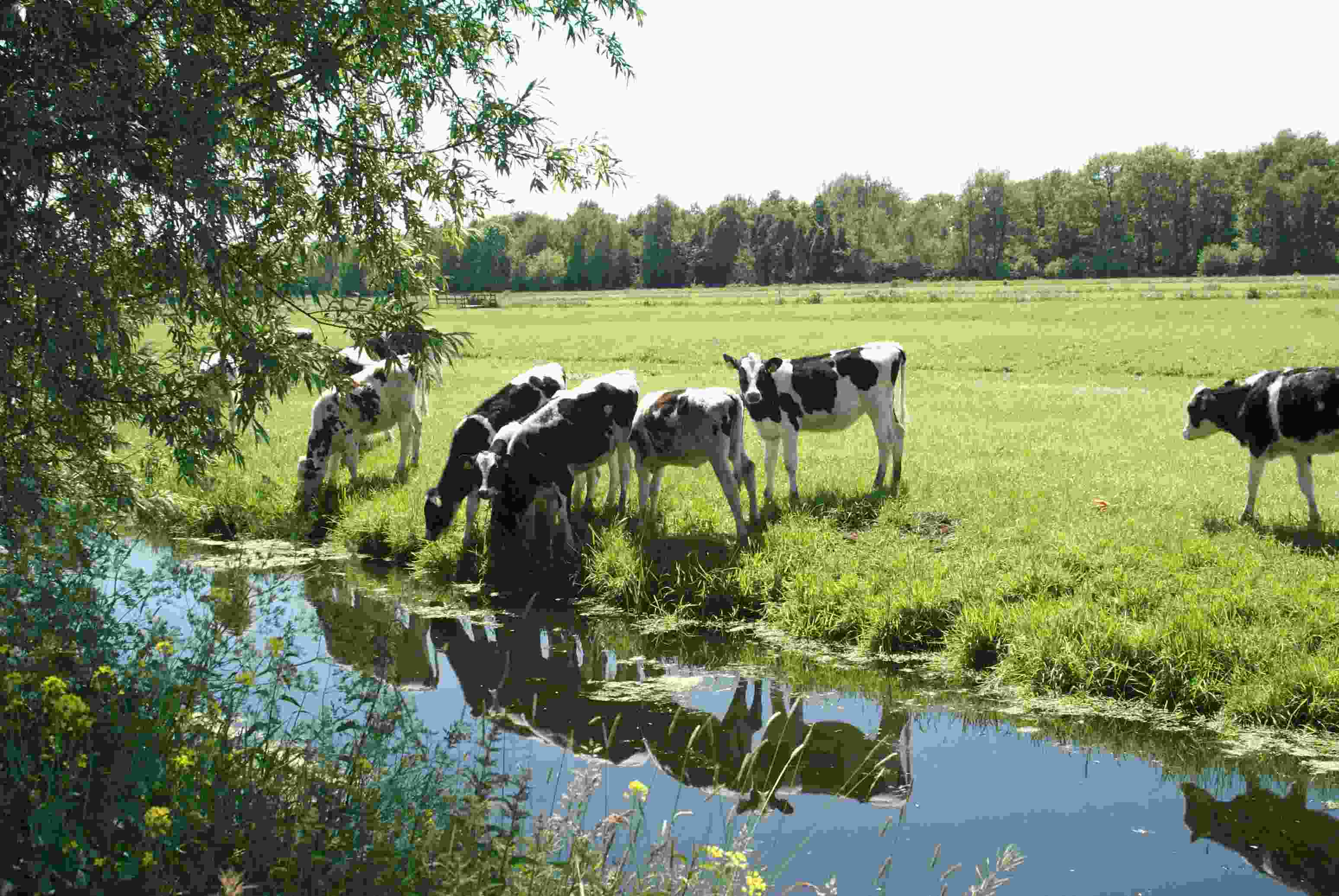 kalfjes drinken uit de sloot,polder Gouderak