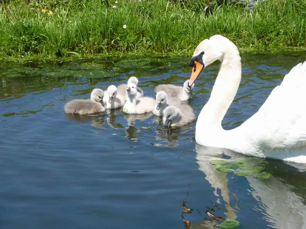 zwaan en jonkies