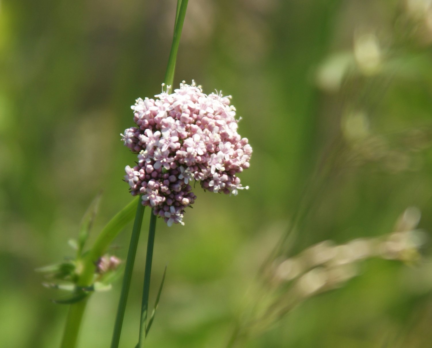 uit de polder