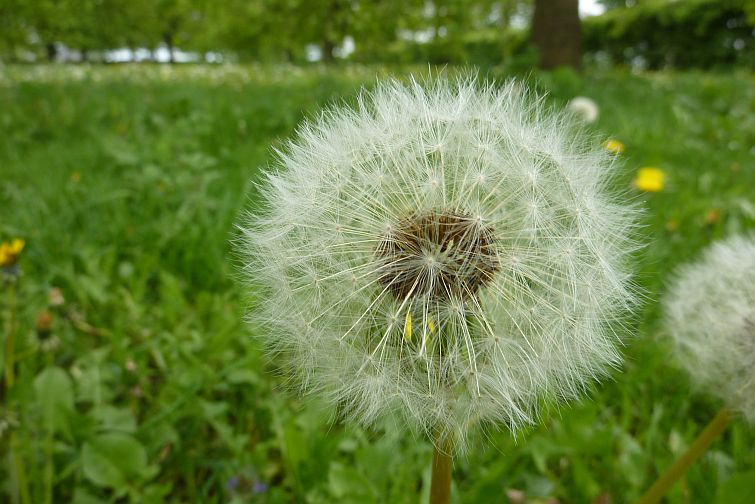 zaad van paardenbloem