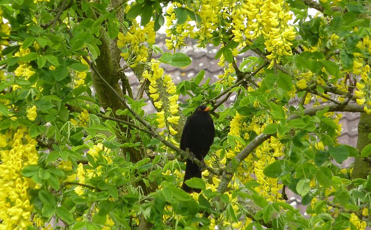 merel in gouden regen
