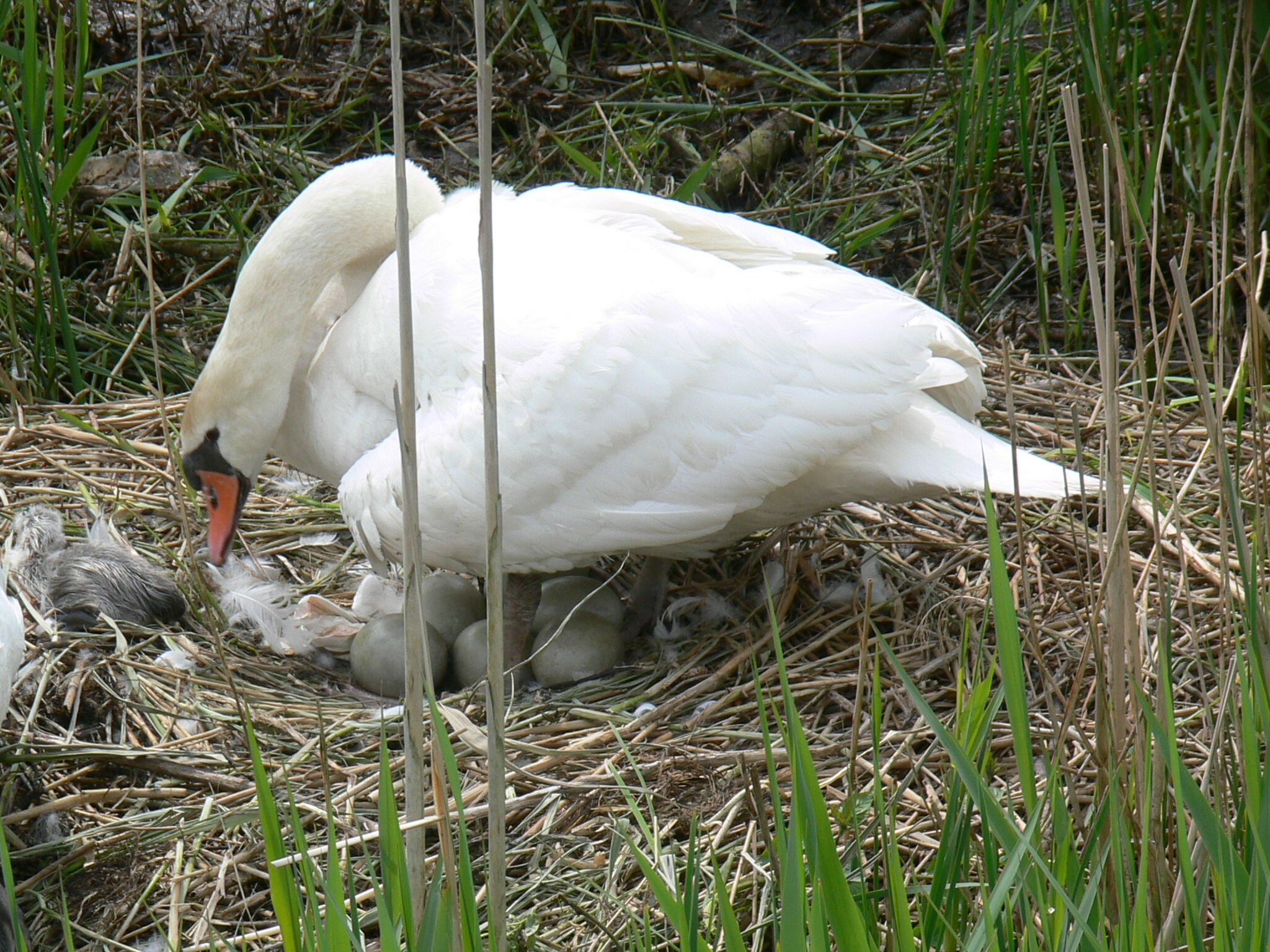 Onder moeders vleugels......