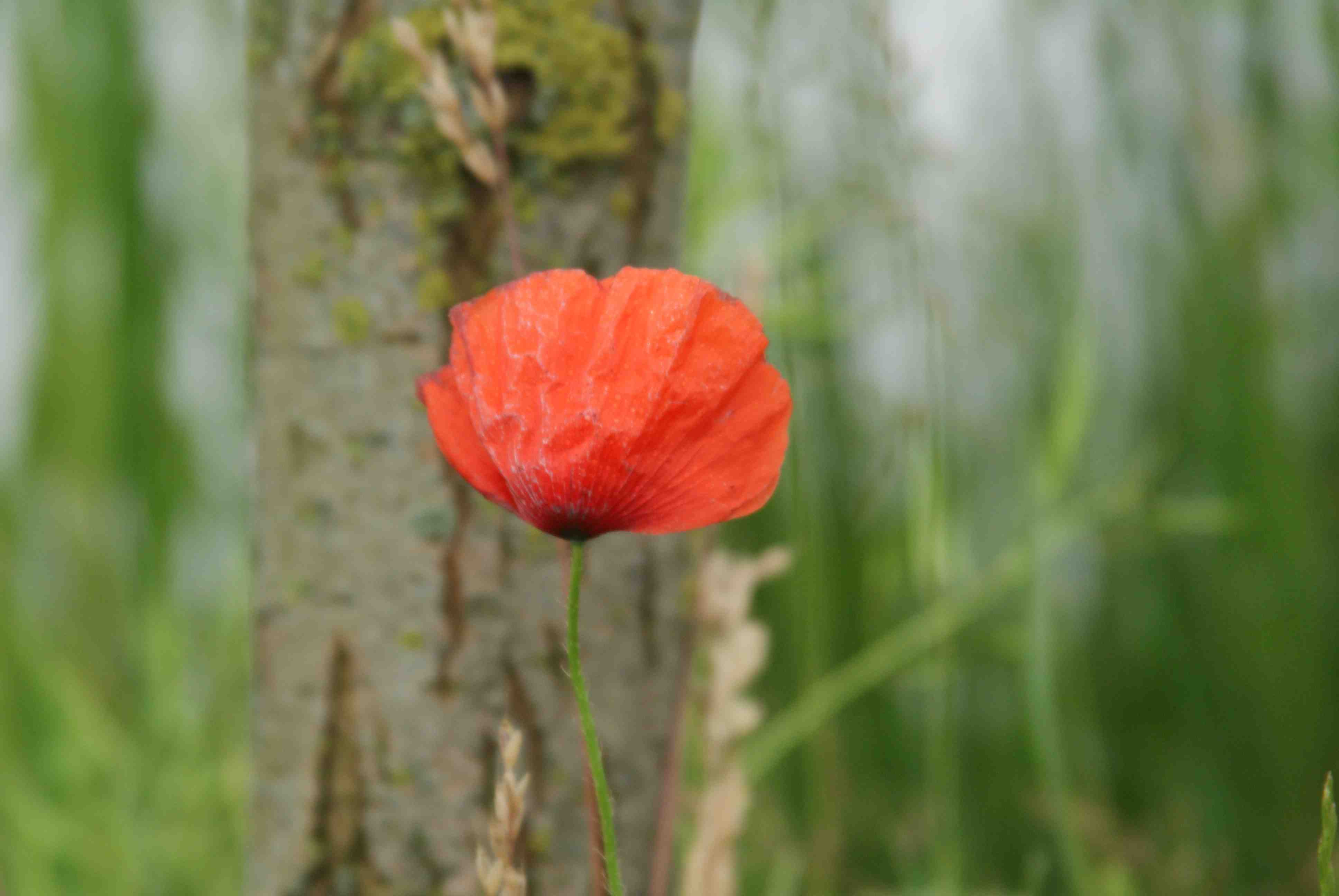klaproos