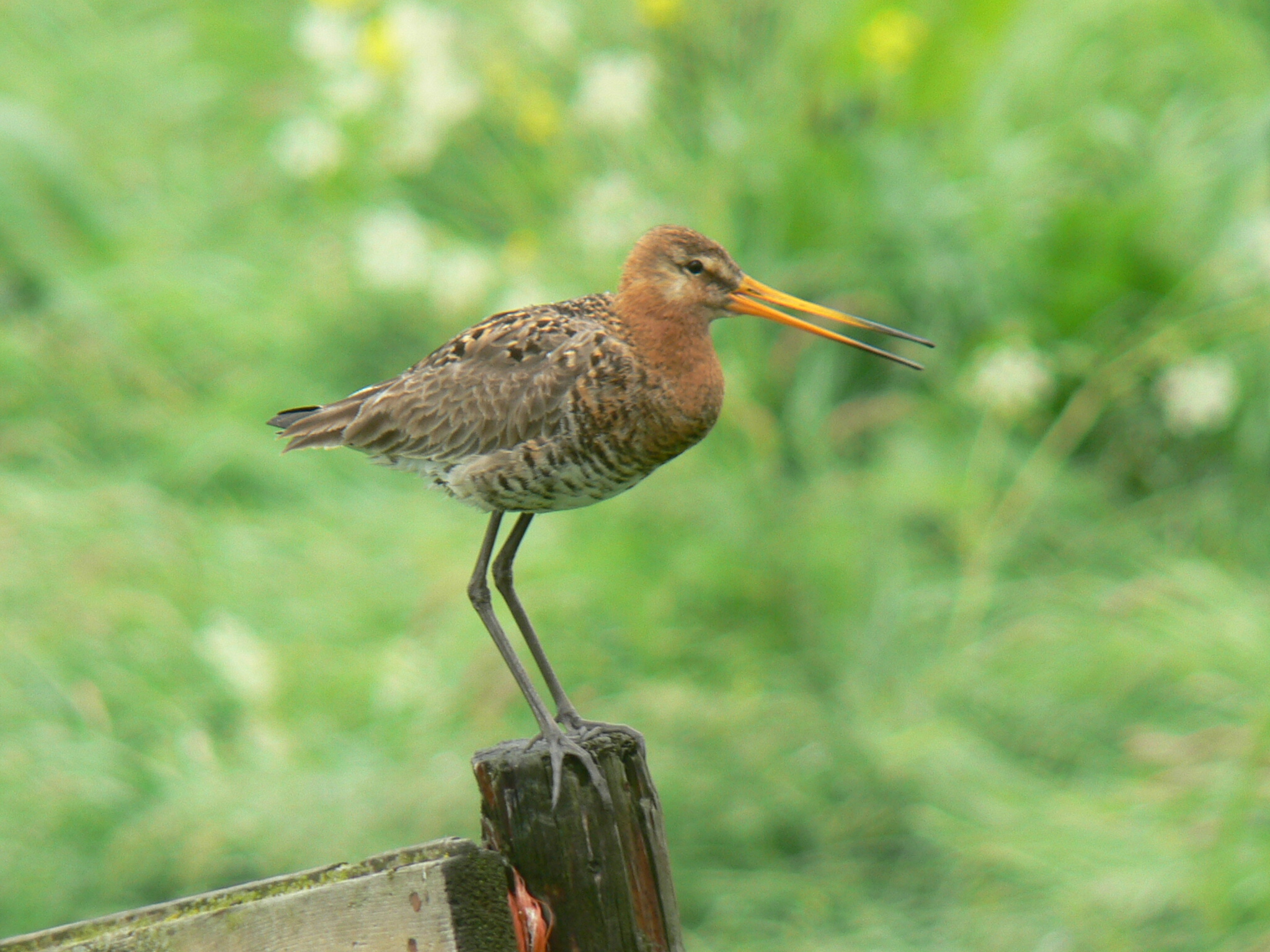 Grutto alarmeerd gevaar!