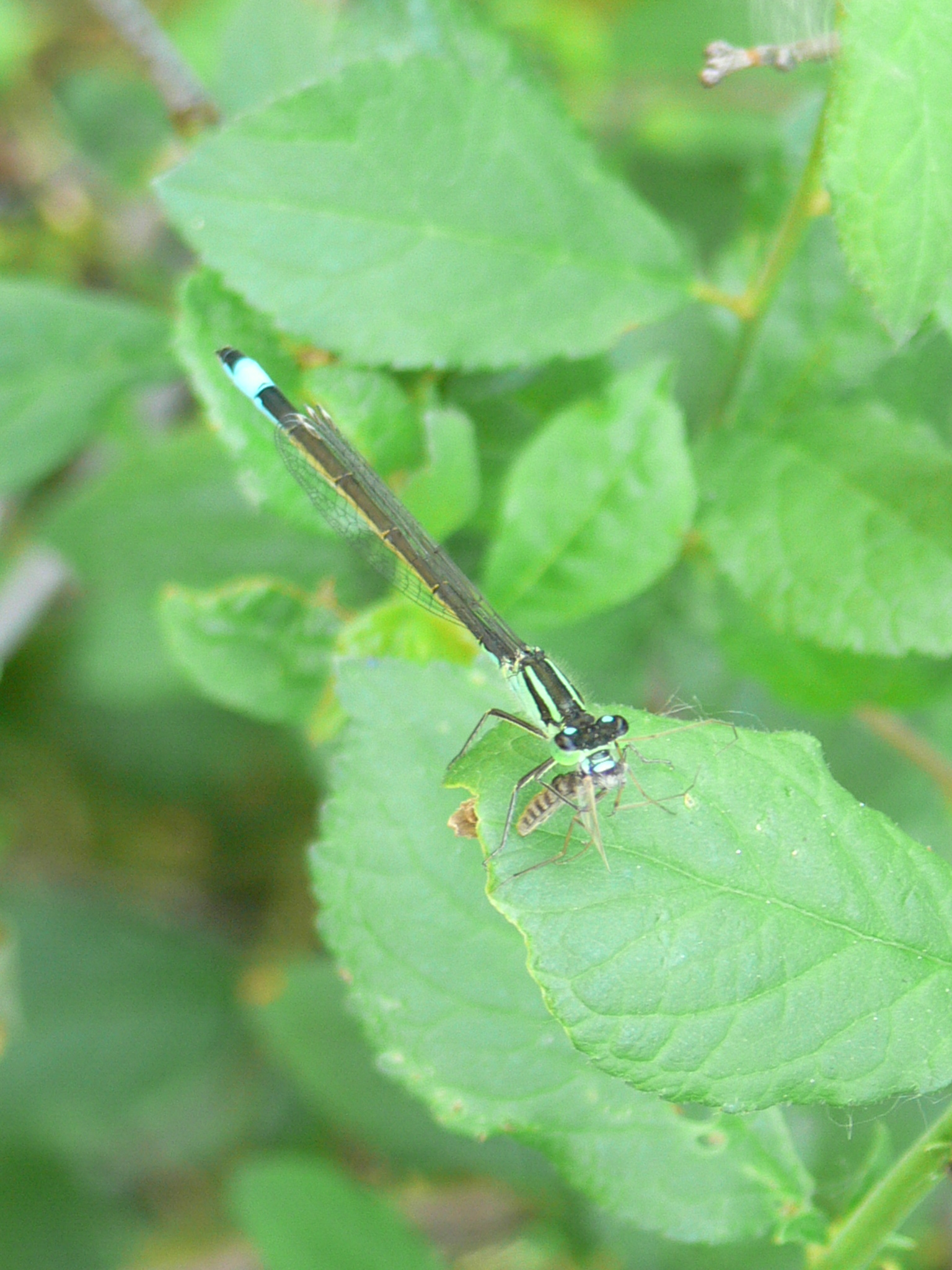  Waterjuffer verorbert insekt.