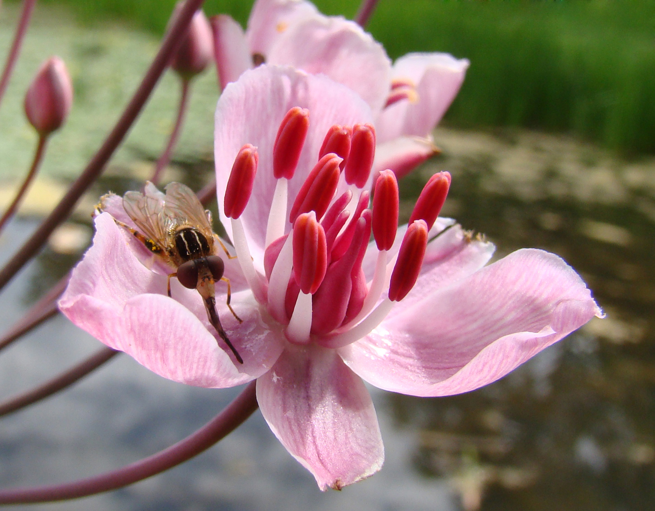 Koffiebloem als dorstlesser