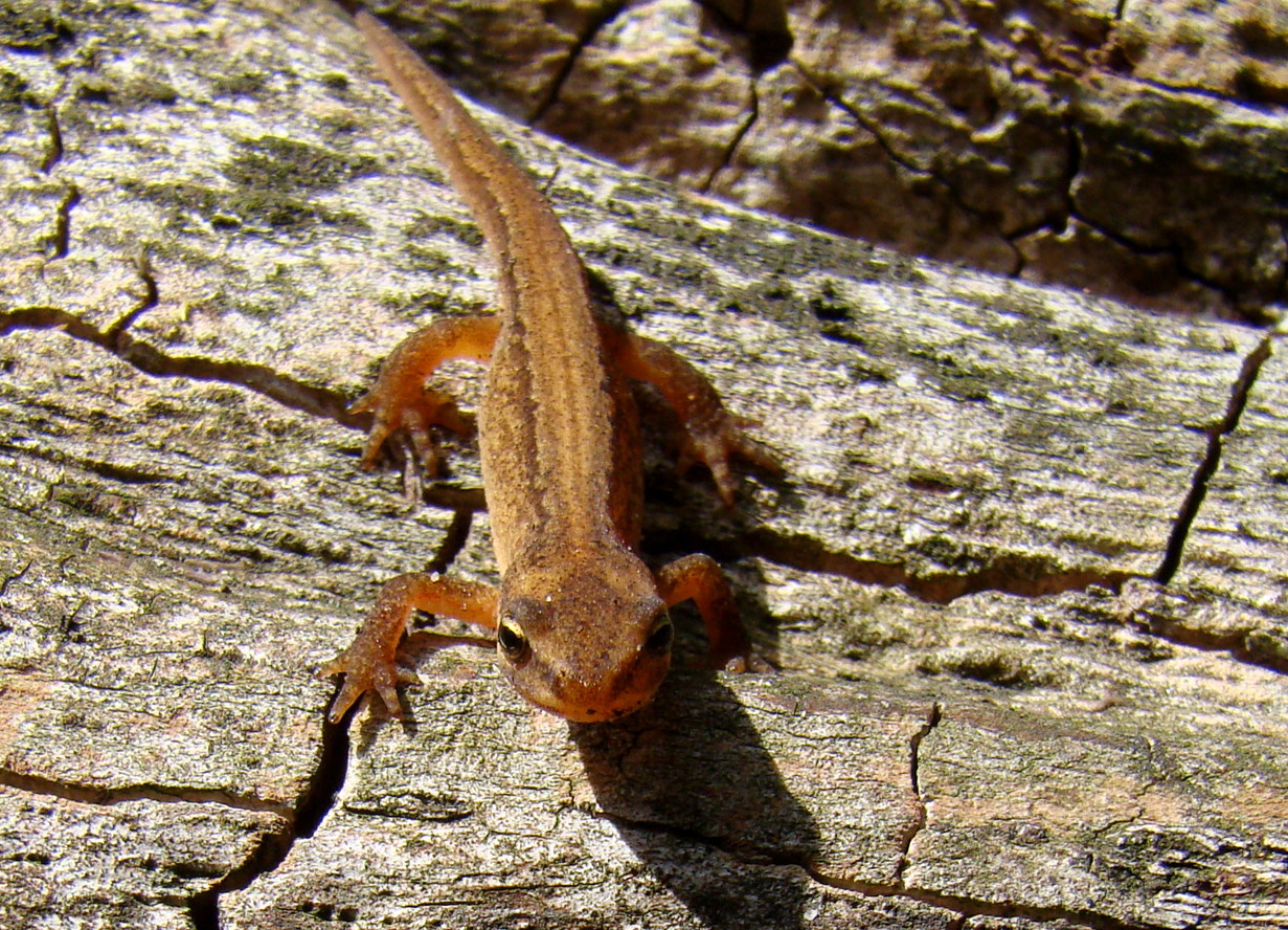 Kleine watersalamander