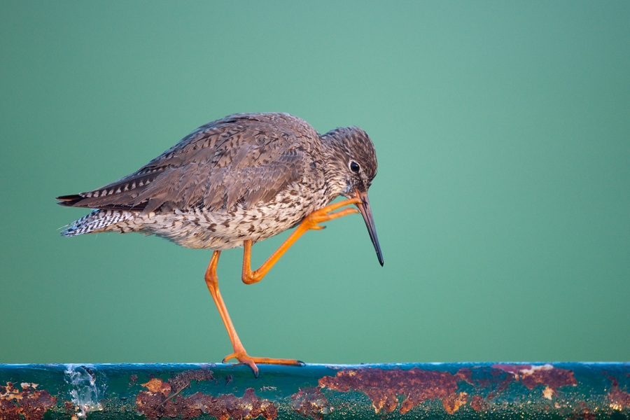 Tureluur krabt zich aan zijn snavel