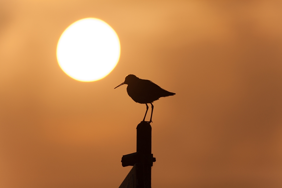 tureluur en opkomende zon