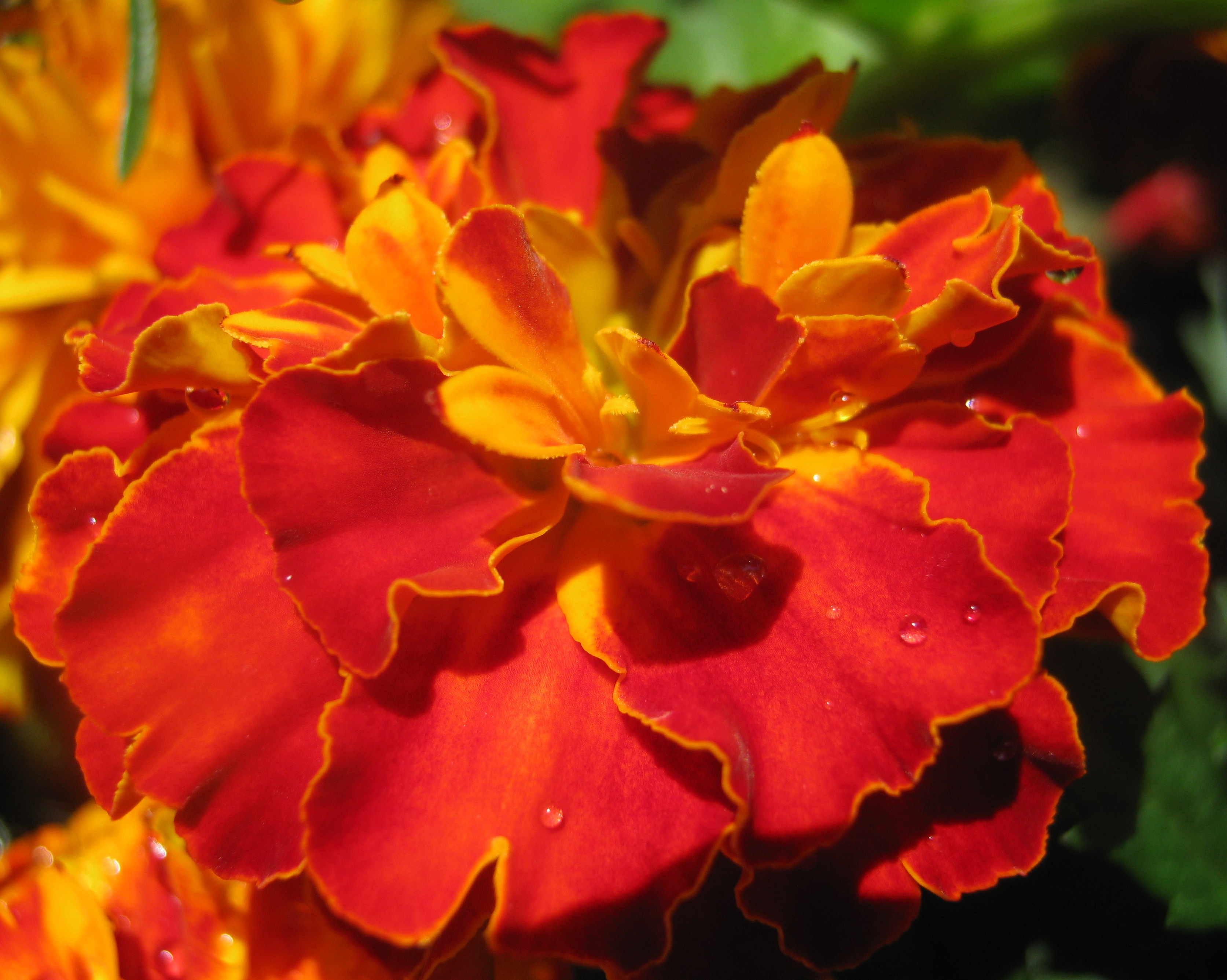 Afrikaantje in oranje jasje