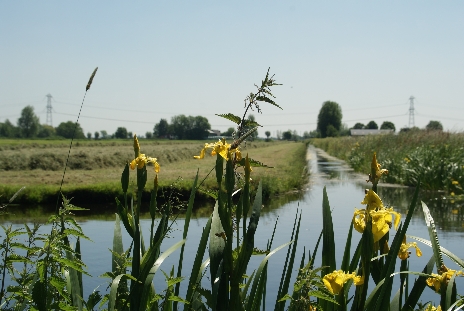 uitzicht achter de gele lis vandaan