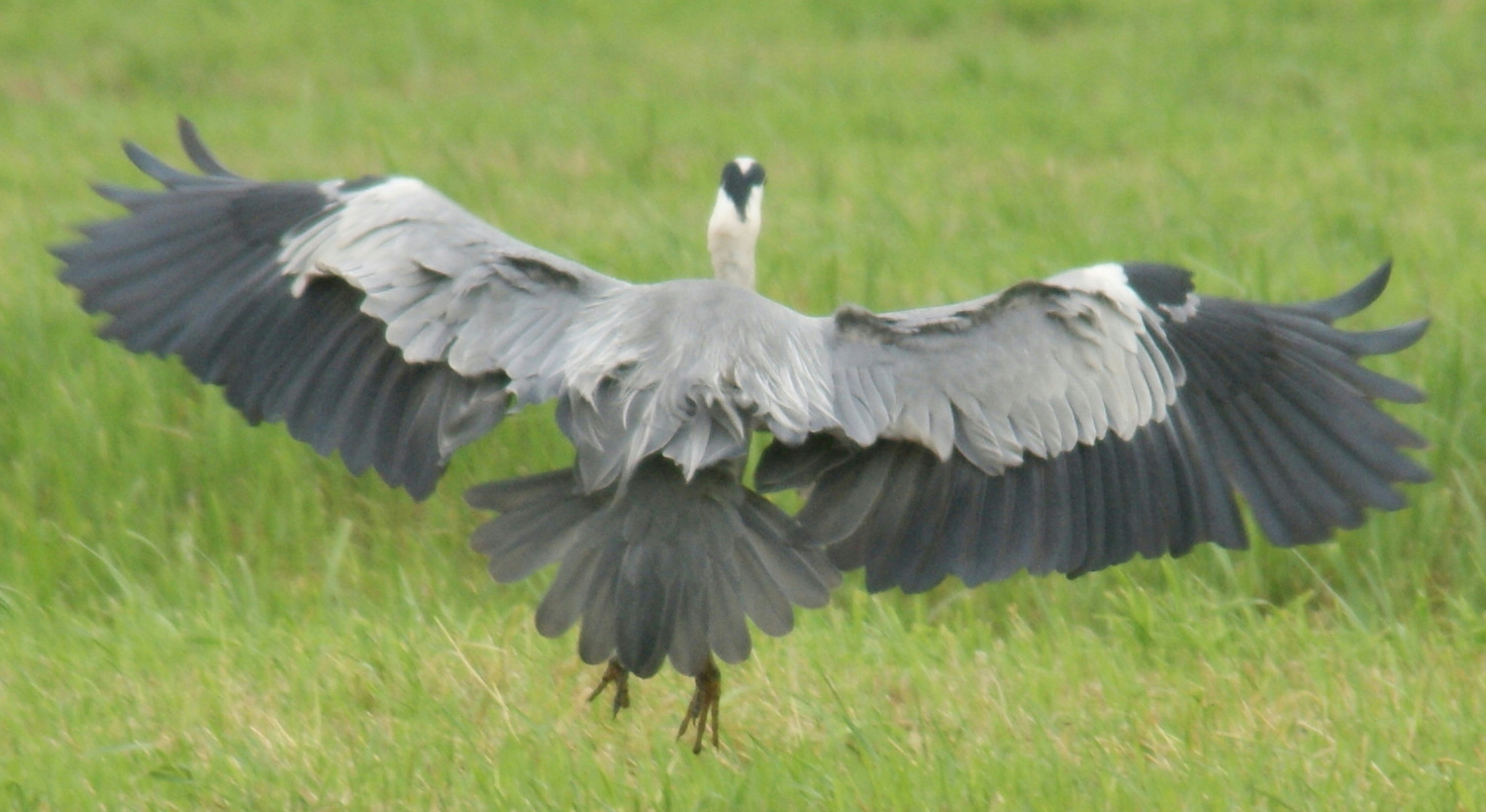 Reiger