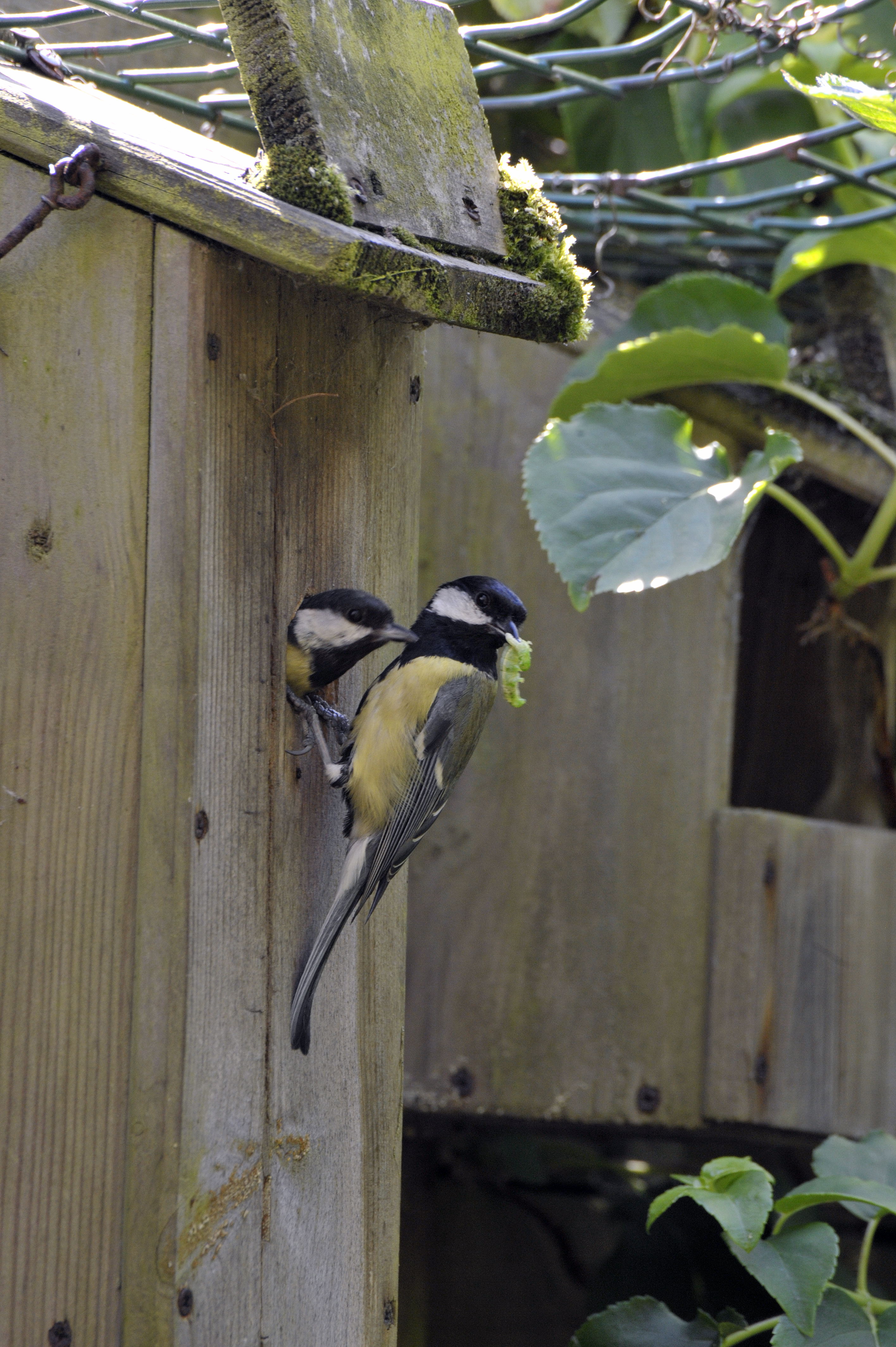 koolmees en koolmees