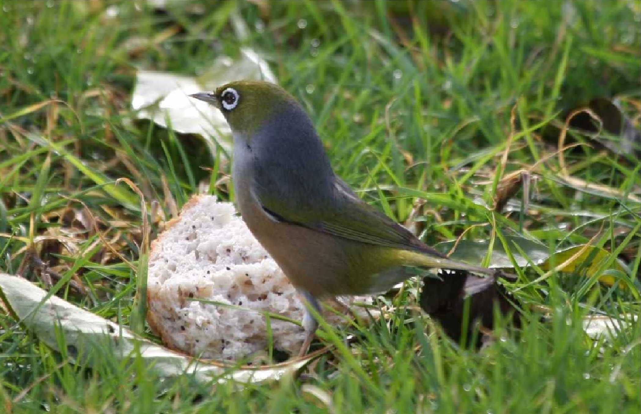 White Eye-- New Zealand