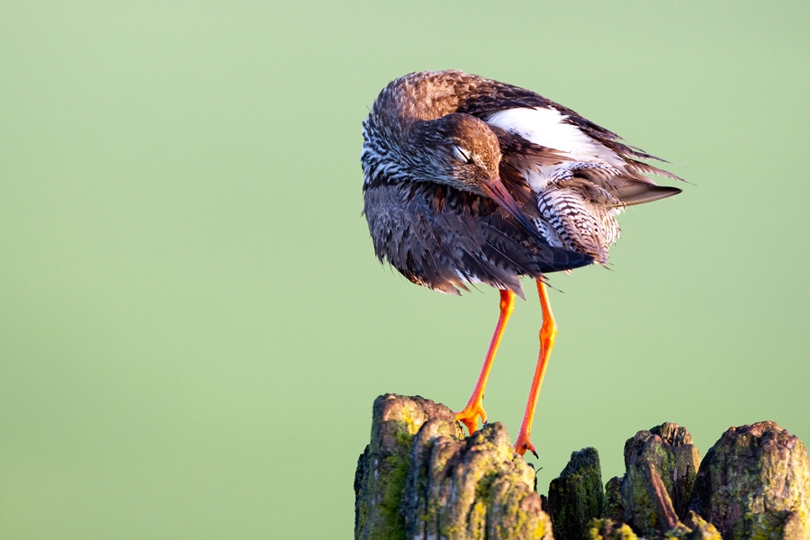 Tureluur poetst zijn veren