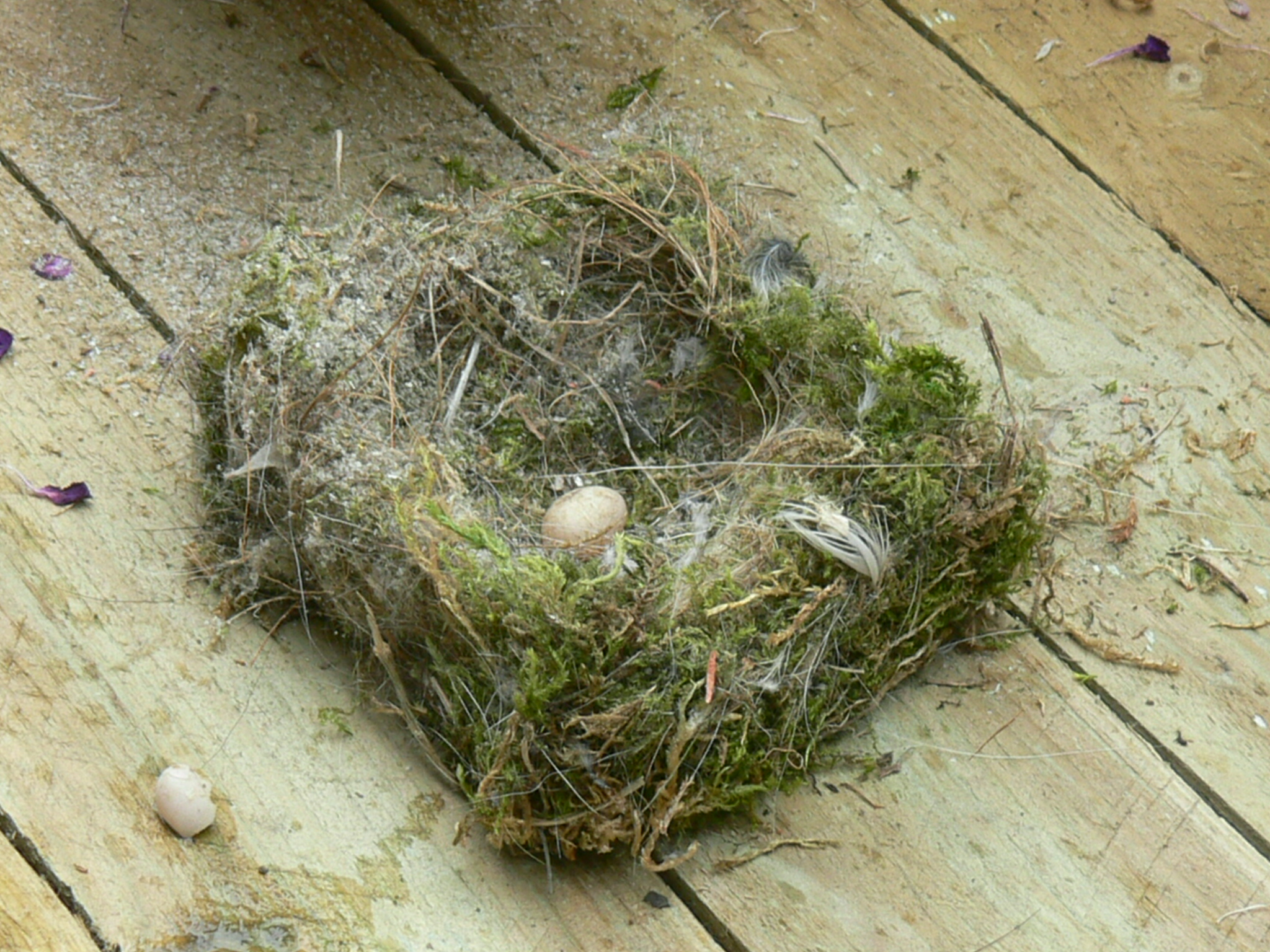 Nestmateriaal van de Pimpelmees