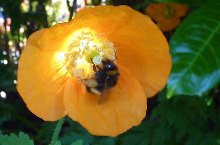 lekker smullen van oranje