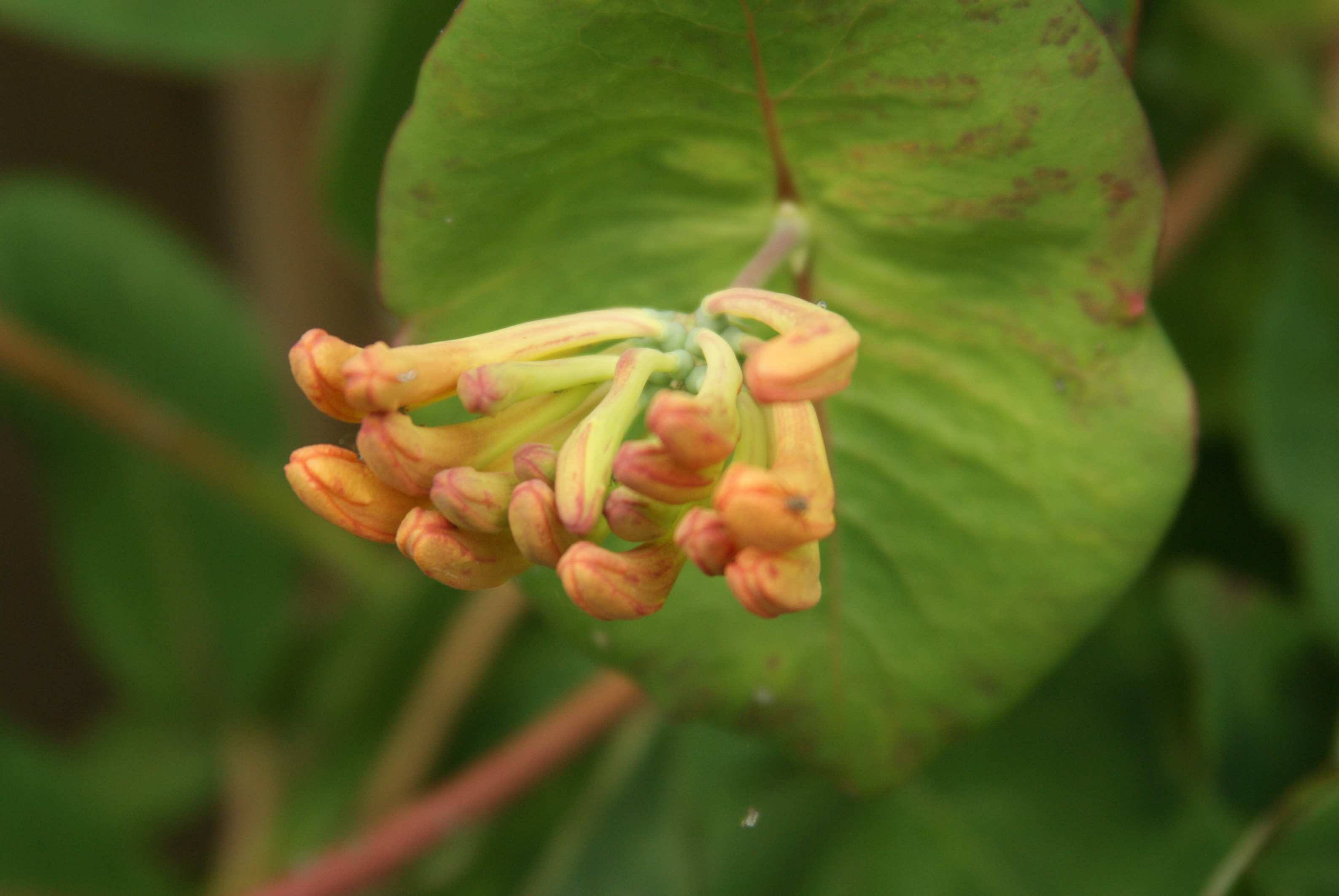 passiebloem in knop