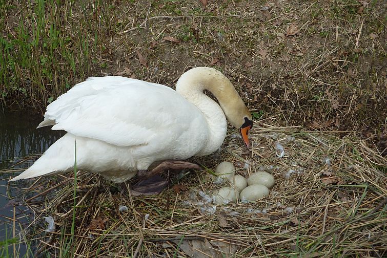 zwaan telt zijn eieren