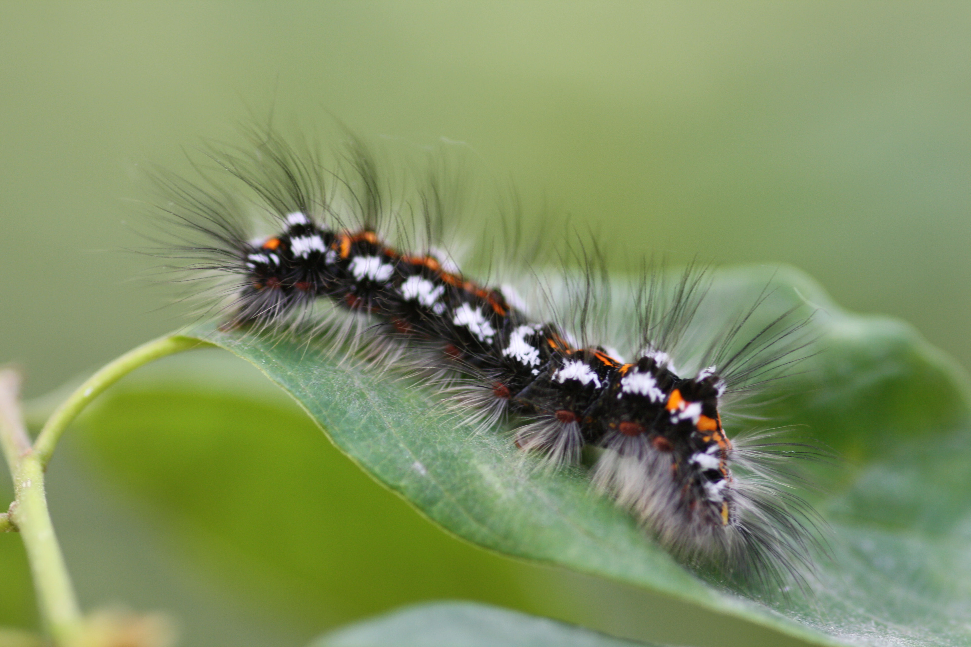 Rups van de Donsvlinder