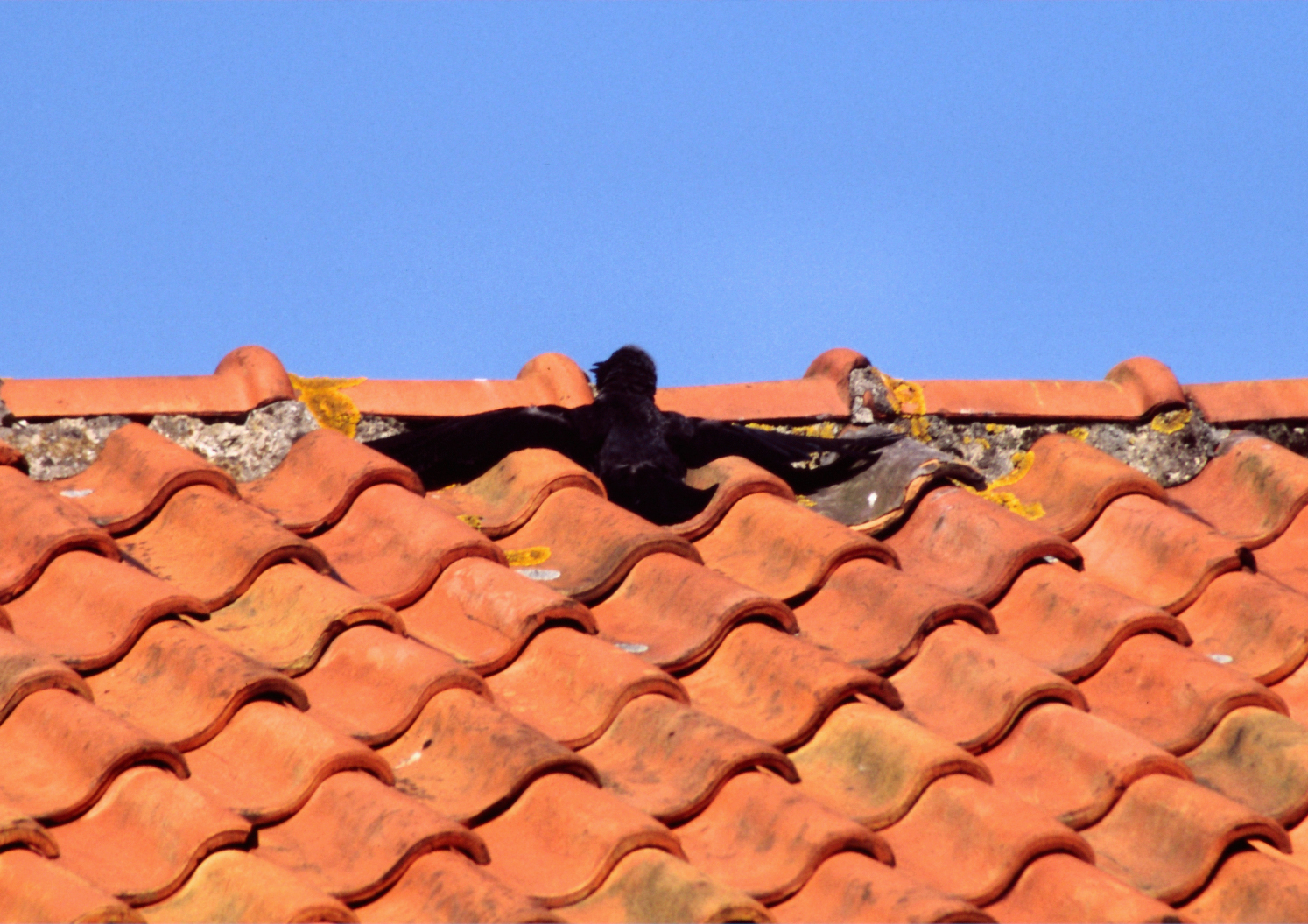 Kauwtje zoekt verkoeling