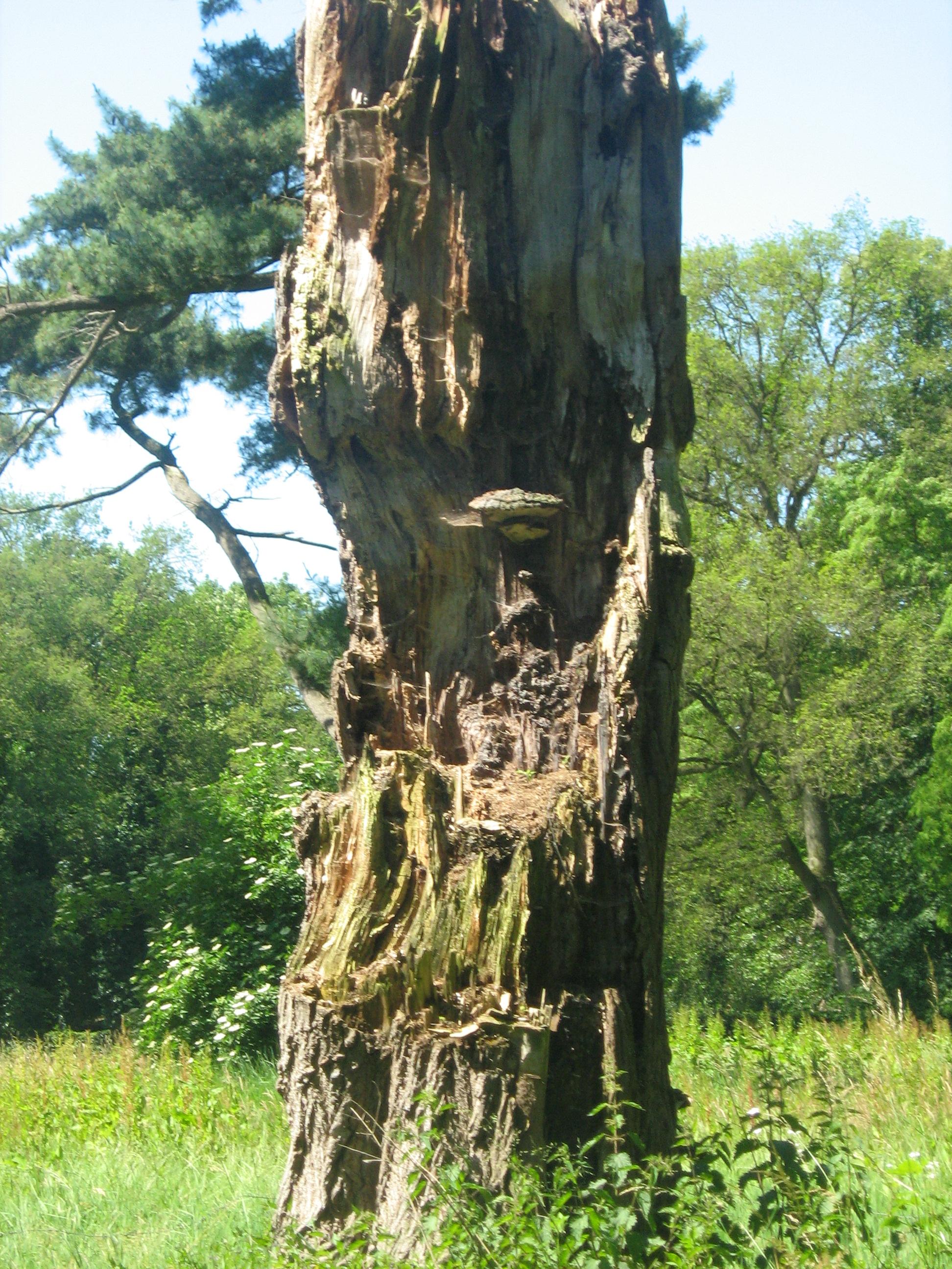zwam heeft hen bekant op