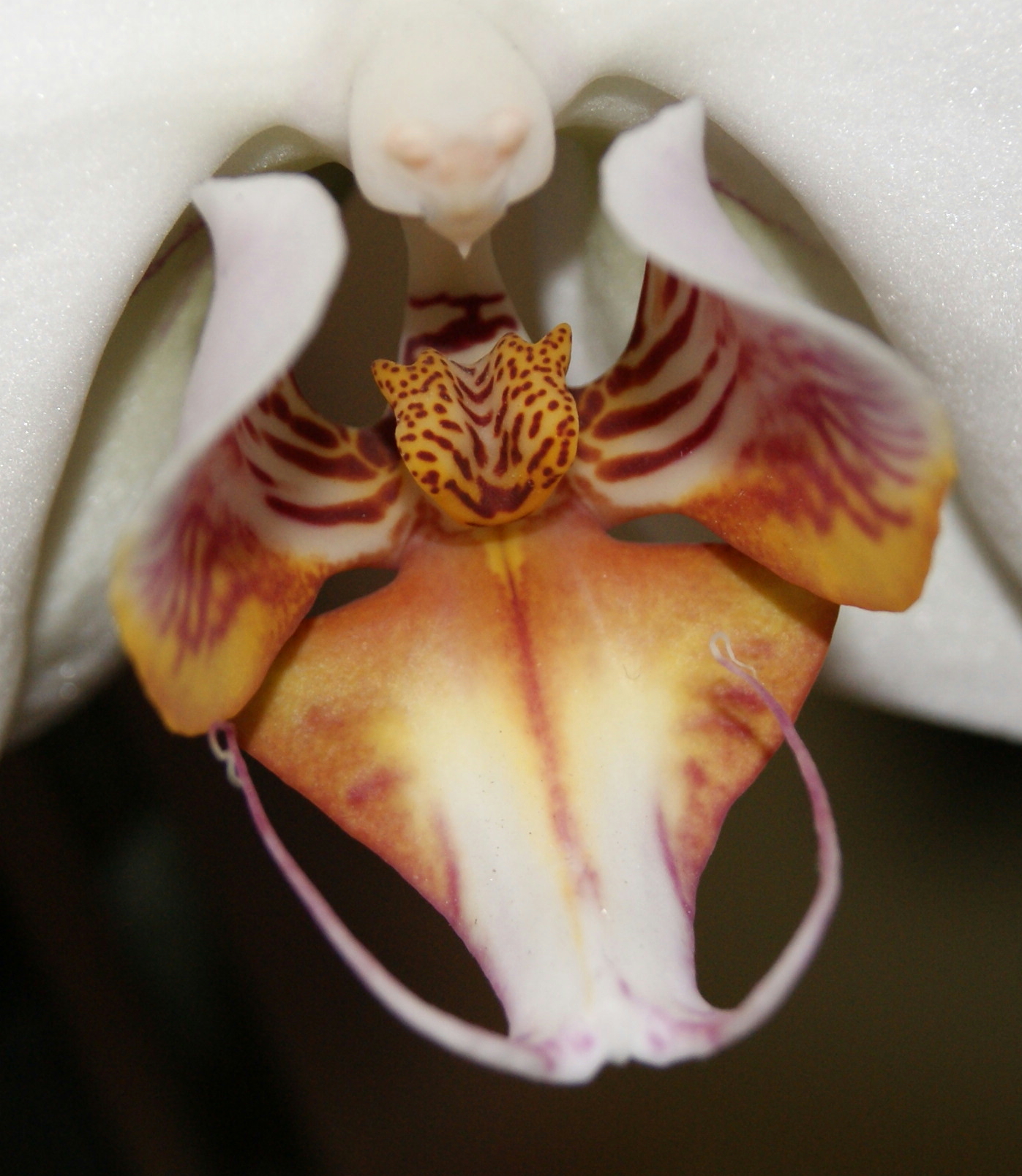 orchidee