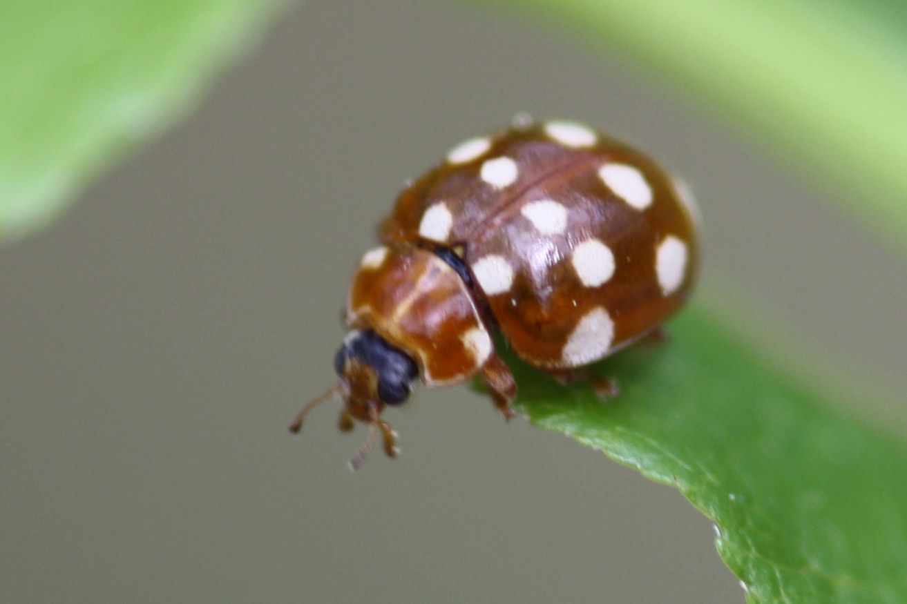 Roomvleklieveheerbeestje